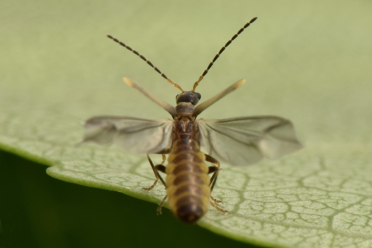 Cantharidae:  Malthodes sp?  S, Malthodes latialis